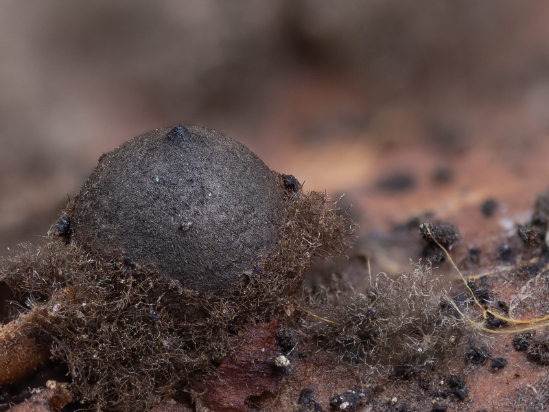 Rosellinia britannica